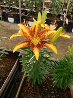 [5035 TinySensation No01.JPG]